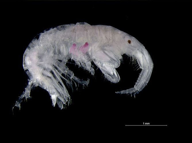 Jassa herdmani © <div class="fn value">
<a href="//commons.wikimedia.org/wiki/User:Biopics" title="User:Biopics">Hans Hillewaert</a>
</div>