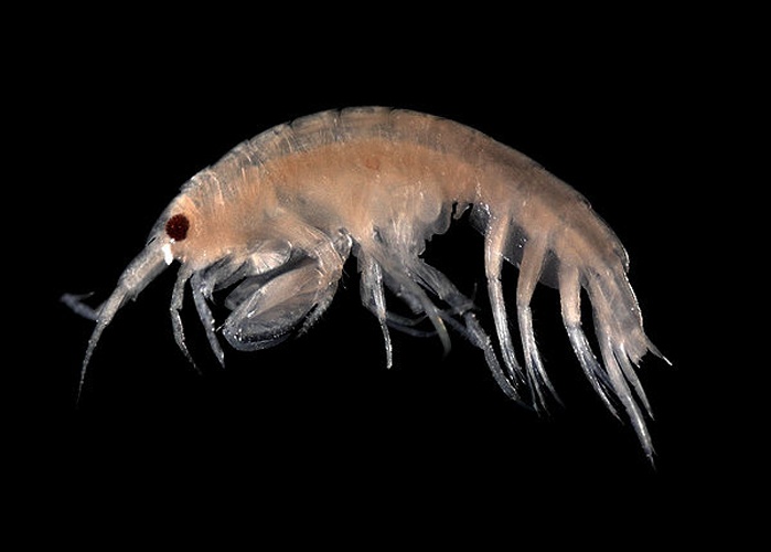 Leucothoe incisa &copy; <a href="//commons.wikimedia.org/wiki/User:Biopics" title="User:Biopics">Hans Hillewaert</a>