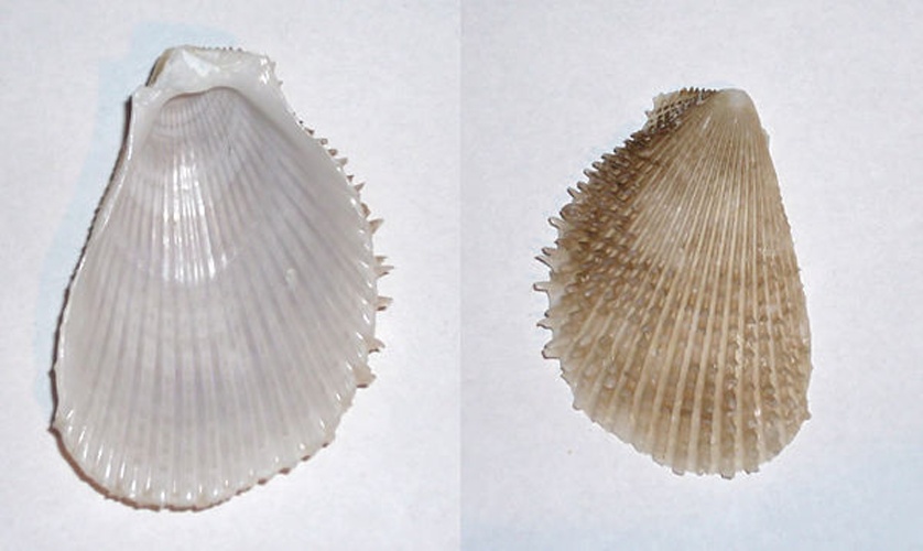 Lima lima © <a href="//commons.wikimedia.org/wiki/User:Yoruno" title="User:Yoruno">Yoruno</a>