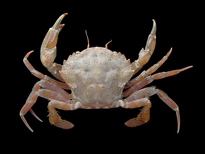 Liocarcinus navigator © <div class="fn value">
<a href="//commons.wikimedia.org/wiki/User:Biopics" title="User:Biopics">Hans Hillewaert</a>
</div>