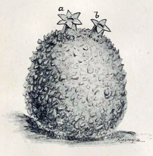 Molgula oculata &copy; British Museum