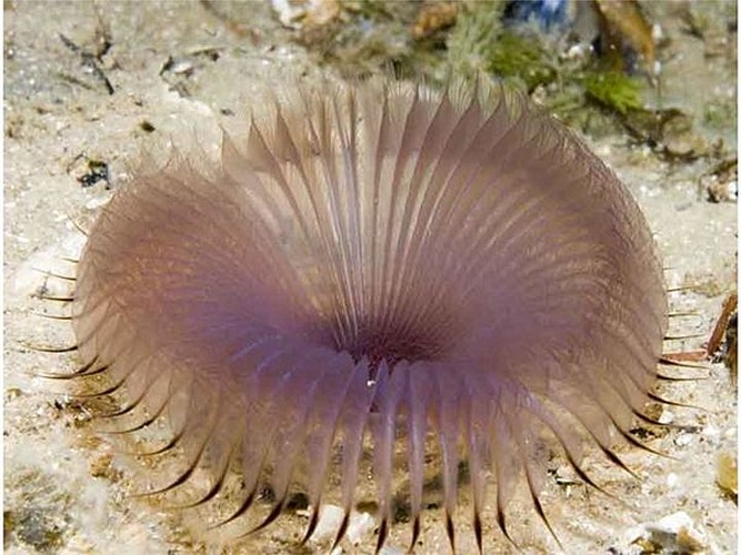 Myxicola infundibulum © Julian Finn Museum Victoria