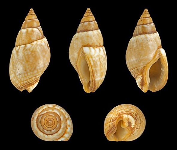 Nassarius corniculum © H. Zell