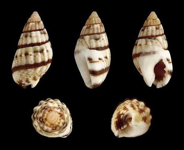 Nassarius cuvierii © H. Zell