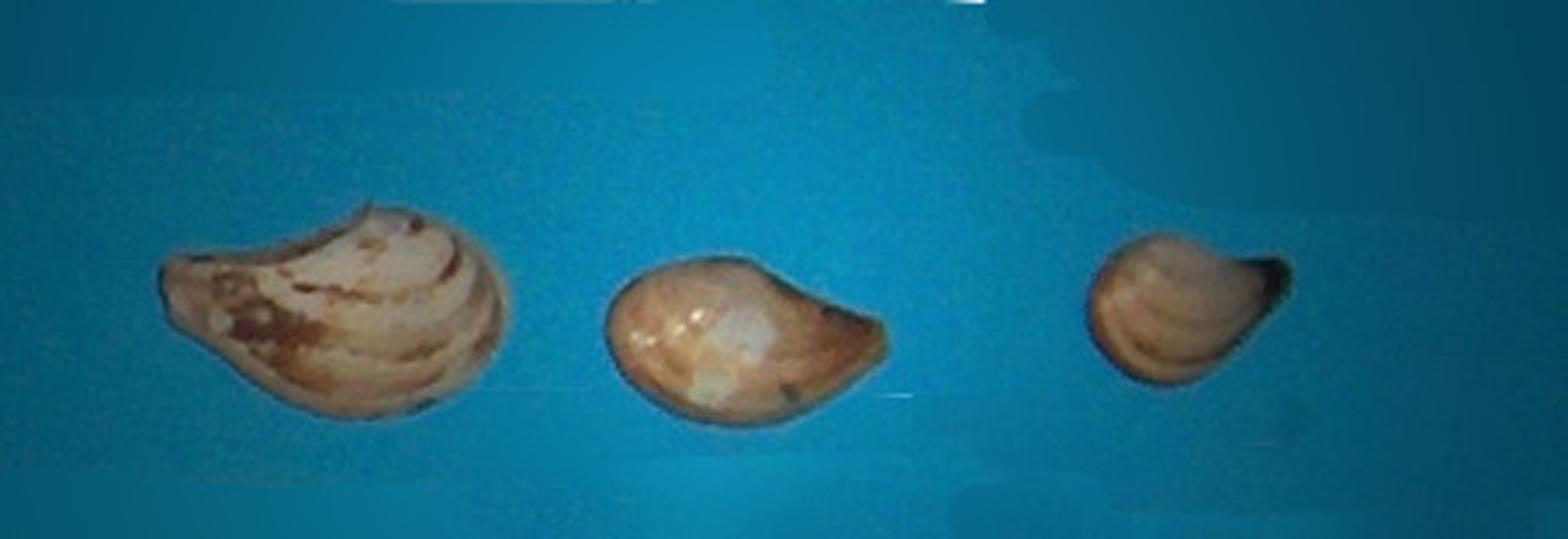 Nuculana minuta © Georges Jansoone (<a href="//commons.wikimedia.org/wiki/User:JoJan" title="User:JoJan">JoJan</a>)