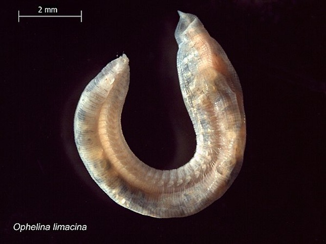 Ophelia limacina © <a rel="nofollow" class="external text" href="https://www.flickr.com/people/52636104@N03">EcologyWA</a>