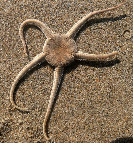  © <a href="//commons.wikimedia.org/wiki/User:Lamiot" title="User:Lamiot">Lamiot</a>