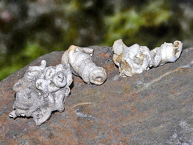 Petaloconchus glomeratus &copy; <a href="//commons.wikimedia.org/wiki/User:Hectonichus" title="User:Hectonichus">Hectonichus</a>