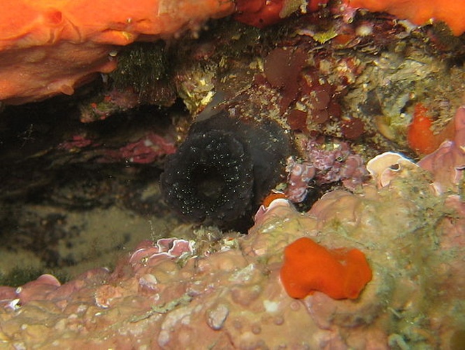 Phallusia fumigata &copy; This photo has been taken by <b><a href="//commons.wikimedia.org/wiki/User:Mirgolth" title="User:Mirgolth">Matthieu Sontag</a></b> (User:Mirgolth) and released under the licenses stated below. You are free to use it for any purpose as long as you credit me as author, Wikimedia Commons as site and follow the terms of the licenses. Could you be kind enough to <a href="https://fr.wikipedia.org/wiki/Discussion_Utilisateur:Mirgolth" class="extiw" title="fr:Discussion Utilisateur:Mirgolth">leave me a message on this page</a> to inform me about your use of this picture.