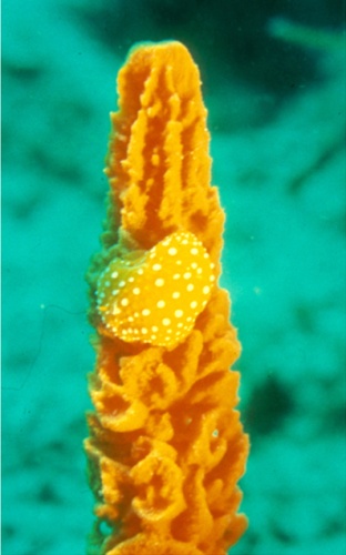 Phyllidia flava © Heike Wägele &amp; Annette Klussmann-Kolb