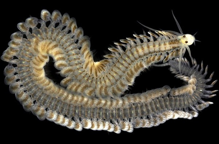 Phyllodoce longipes © Arne Nygren/Sjøfartsmuseet Akvariet Gøteborg