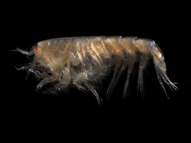 Pontocrates altamarinus © <div class="fn value">
<a href="//commons.wikimedia.org/wiki/User:Biopics" title="User:Biopics">Hans Hillewaert</a>
</div>