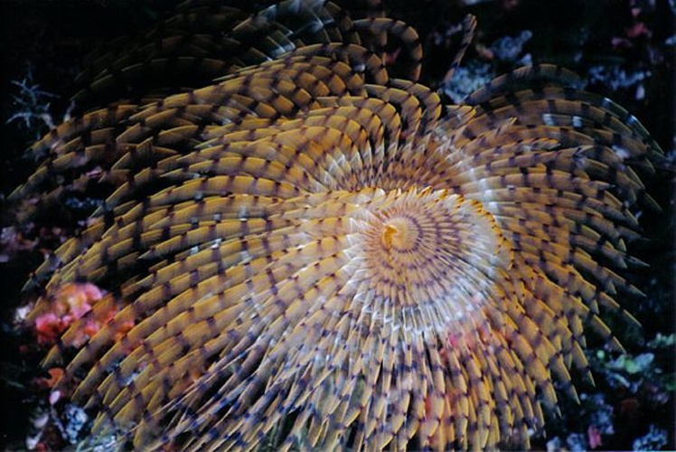 Sabella spallanzanii &copy; <a href="https://en.wikipedia.org/wiki/de:User:Wolljuergen" class="extiw" title="w:de:User:Wolljuergen">Wolljuergen</a> at <a href="https://en.wikipedia.org/wiki/de:" class="extiw" title="w:de:">German Wikipedia</a>