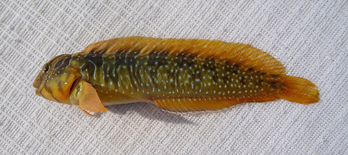 Peacock blenny © <a href="//commons.wikimedia.org/wiki/User:George_Chernilevsky" title="User:George Chernilevsky">George Chernilevsky</a>
