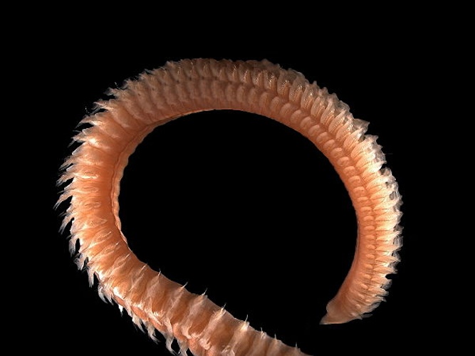 Scolelepis bonnieri &copy; <div class="fn value">
<a href="//commons.wikimedia.org/wiki/User:Biopics" title="User:Biopics">Hans Hillewaert</a>
</div>