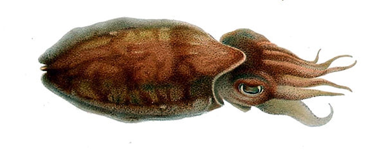 Sepia orbignyana &copy; Comingio Merculiano <i>in</i> Jatta Giuseppe