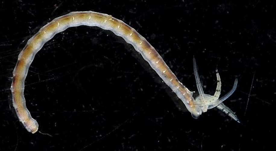 Streblospio benedicti &copy; <a rel="nofollow" class="external text" href="https://www.flickr.com/people/117184384@N07">Smithsonian Environmental Research Center</a>