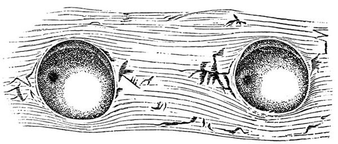 Symbolophorus veranyi &copy; <span lang="en">Unknown</span>