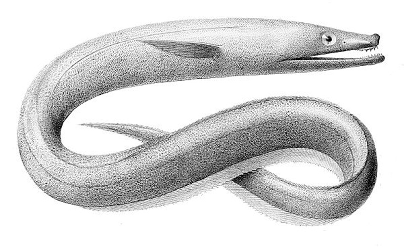 Kaup's arrowtooth eel © Bideault