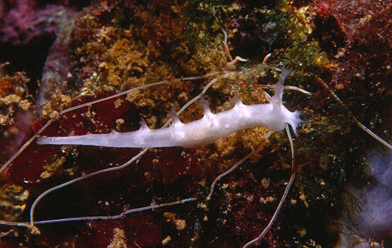 Whip fan nudibranch &copy; <a href="//commons.wikimedia.org/w/index.php?title=User:Parent_G%C3%A9ry&amp;action=edit&amp;redlink=1" class="new" title="User:Parent Géry (page does not exist)">Parent Géry</a>