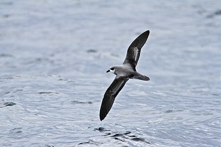 Soft-plumaged Petrel &copy; <a href="//commons.wikimedia.org/w/index.php?title=User:Danmantle&amp;action=edit&amp;redlink=1" class="new" title="User:Danmantle (page does not exist)">Danmantle</a>