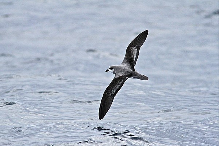 Soft-plumaged Petrel © <a href="//commons.wikimedia.org/w/index.php?title=User:Danmantle&amp;action=edit&amp;redlink=1" class="new" title="User:Danmantle (page does not exist)">Danmantle</a>