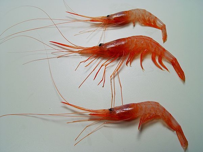 Plesionika edwardsii &copy; SEFSC Pascagoula Laboratory; Collection of Brandi Noble, NOAA/NMFS/SEFSC.