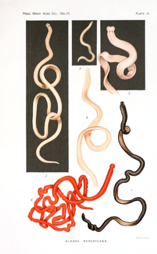 Tubulanus polymorphus &copy; Wesley Roswell Coe (1869–1960)