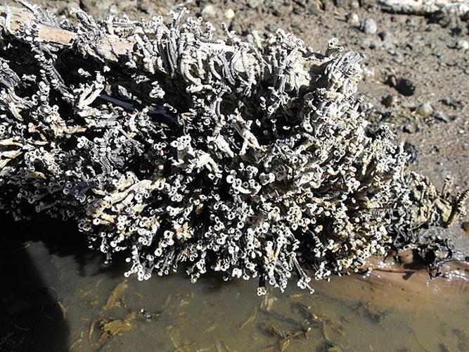 Ficopomatus enigmaticus © <a href="//commons.wikimedia.org/wiki/User:Etrusko25" title="User:Etrusko25">Etrusko25</a>