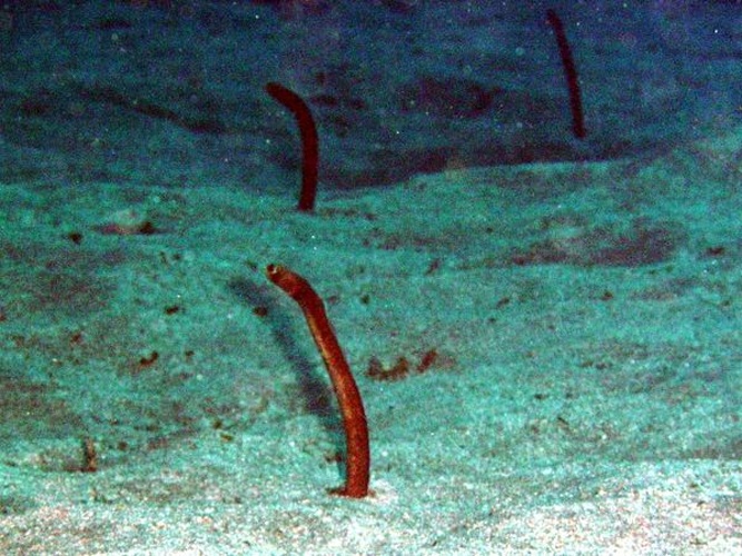 Heteroconger longissimus © <a rel="nofollow" class="external text" href="http://herramientas.educa.madrid.org/animalandia/autor.php?nombre=Fernando%20Herranz%20Mart%EDn">Fernando Herranz Martín</a>