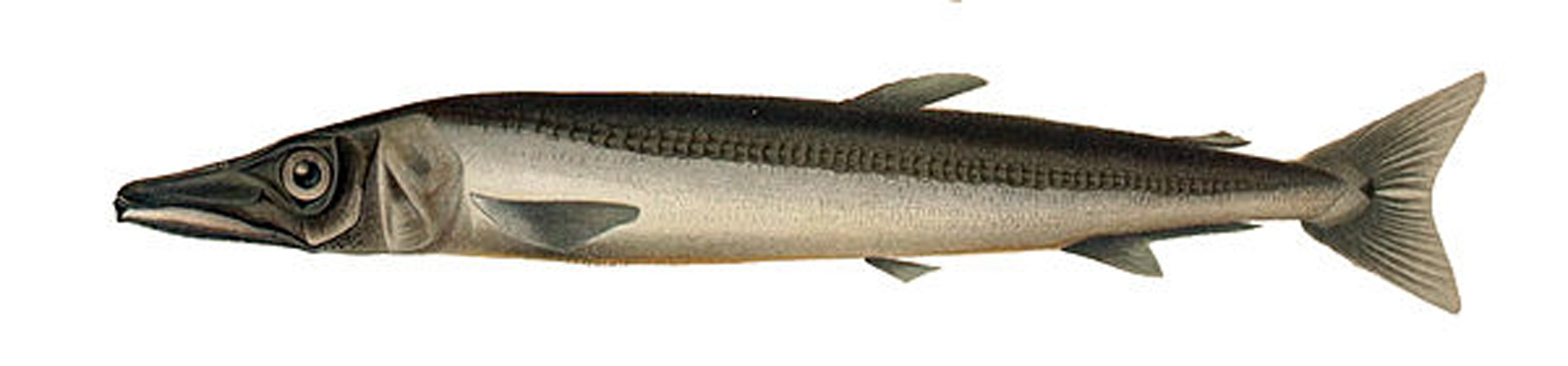 Magnisudis atlantica © <bdi><a href="https://en.wikipedia.org/wiki/en:Emma_Kissling" class="extiw" title="w:en:Emma Kissling">Emma Kissling</a>
</bdi>