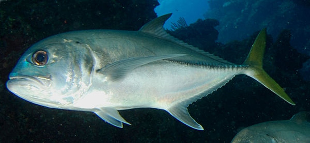 Crevalle jack © <a href="//commons.wikimedia.org/wiki/User:Albert_kok" title="User:Albert kok">Albert kok</a>