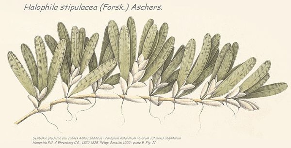 Halophila stipulacea &copy; Hemprich F.G. &amp; Ehrenberbg C.G.