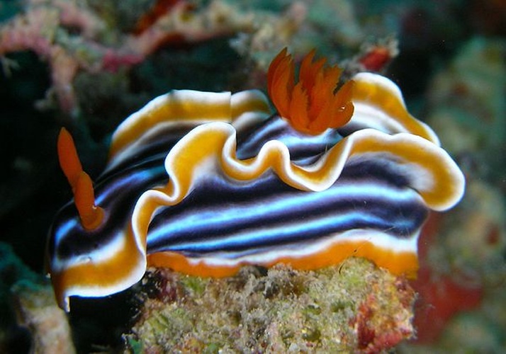 Chromodoris quadricolor © <a rel="nofollow" class="external text" href="https://www.flickr.com/people/11076453@N00">Steve Childs</a> from Lancaster, UK
