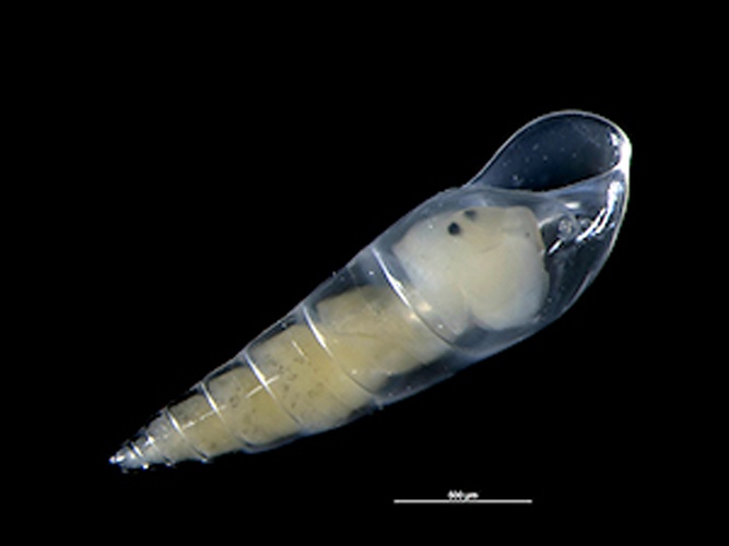  © <div class="fn value">
Hans Hillewaert</div>