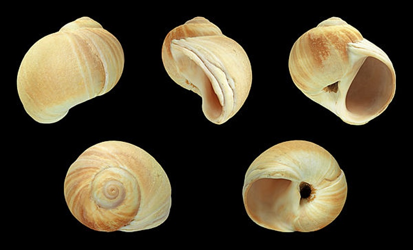 Lunatia fusca &copy; H. Zell