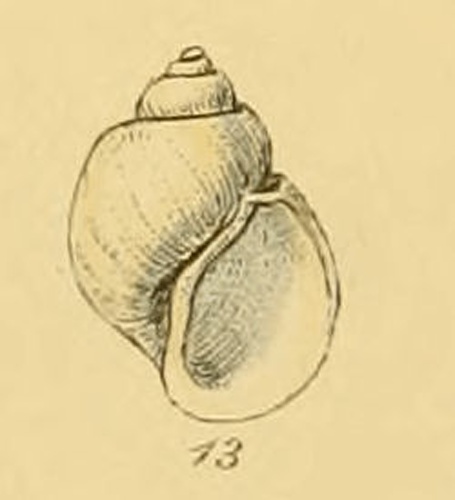 Amauropsis islandica &copy; <bdi><a href="https://en.wikipedia.org/wiki/en:George_Brettingham_Sowerby_II" class="extiw" title="w:en:George Brettingham Sowerby II">George Brettingham Sowerby II</a>
</bdi>