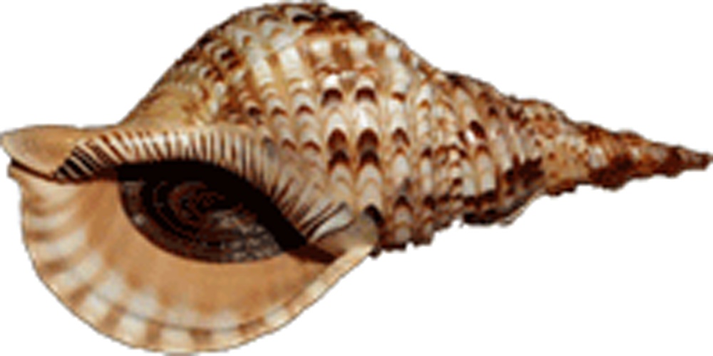 Charonia tritonis &copy; Original photo by Jim Miller.