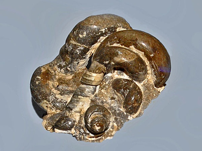 Vermetus triquetrus &copy; <a href="//commons.wikimedia.org/wiki/User:Hectonichus" title="User:Hectonichus">Hectonichus</a>