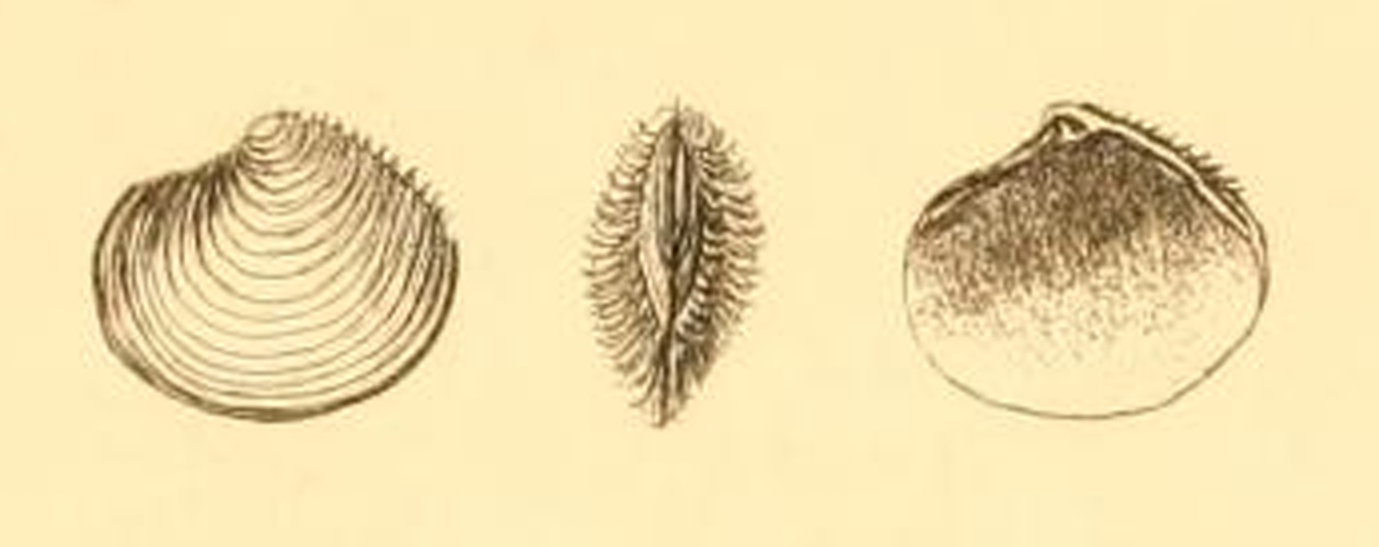 Myrtea spinifera © George Montagu (1753-1815)