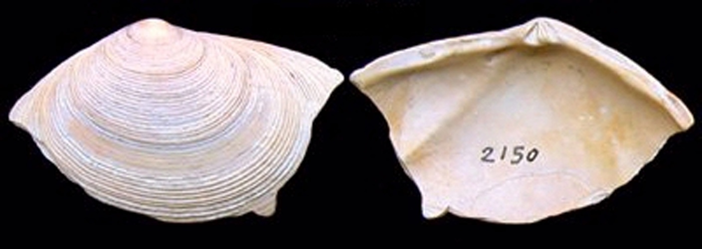 Arcopagia crassa &copy; Jan Johan ter Poorten; modified by Tom Meijer