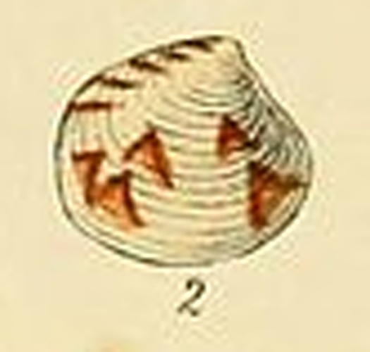 Gouldia minima © George Brettingham Sowerby II (1812-1884)