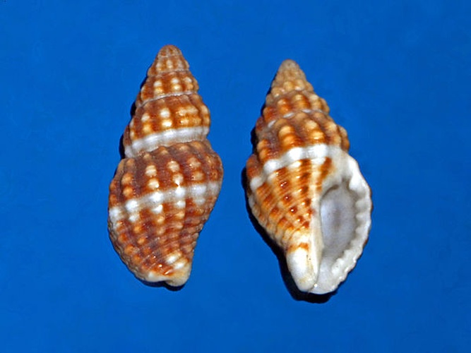 Aplus dorbignyi &copy; <a href="//commons.wikimedia.org/wiki/User:Hectonichus" title="User:Hectonichus">Hectonichus</a>