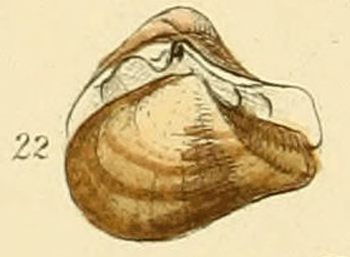 Corbula gibba © George Brettingham Sowerby II (1812-1884)