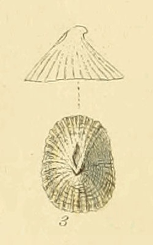 Puncturella noachina &copy; <bdi><a href="https://en.wikipedia.org/wiki/en:George_Brettingham_Sowerby_II" class="extiw" title="w:en:George Brettingham Sowerby II">George Brettingham Sowerby II</a>
</bdi>