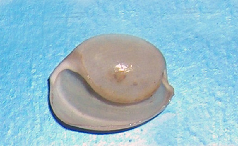 Haminoea navicula © Georges Jansoone (<a href="//commons.wikimedia.org/wiki/User:JoJan" title="User:JoJan">JoJan</a>)