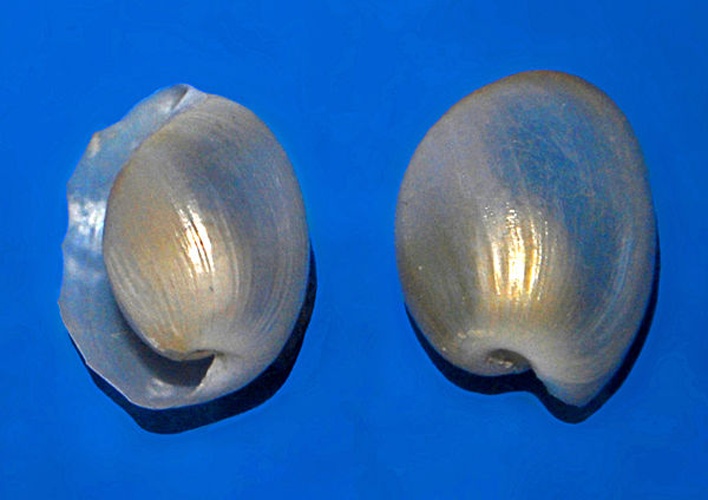 Haminoea hydatis © <a href="//commons.wikimedia.org/wiki/User:Hectonichus" title="User:Hectonichus">Hectonichus</a>