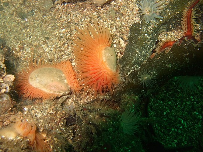 Flame shell © <a href="//commons.wikimedia.org/wiki/User:Goatchurch" title="User:Goatchurch">Goatchurch</a>