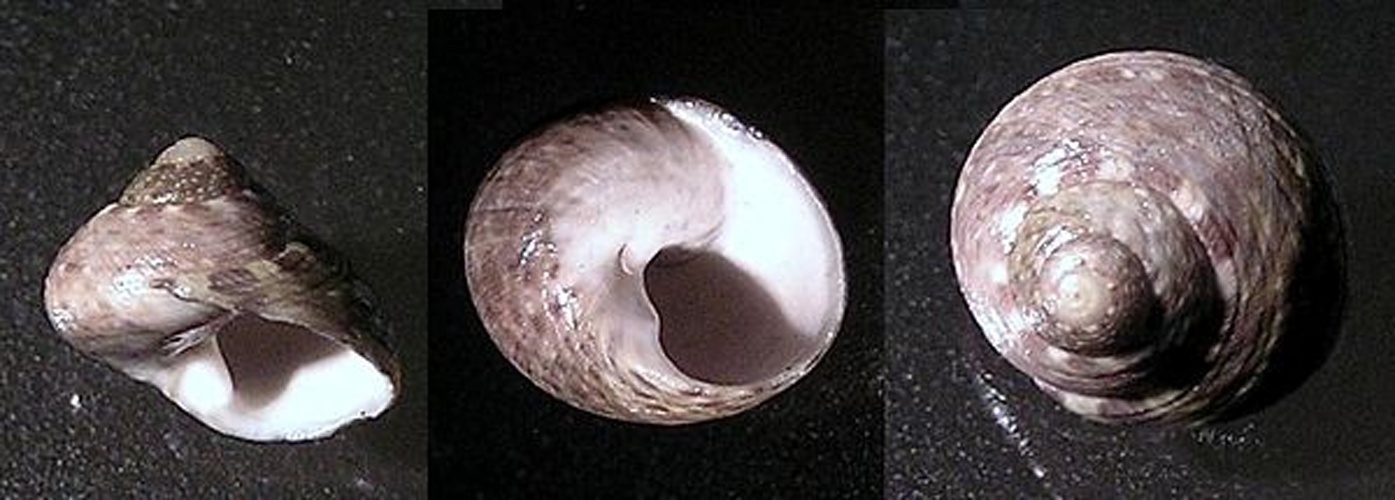 Phorcus mutabilis &copy; <a rel="nofollow" class="external text" href="https://www.biolib.cz/en/person/id3973/">Jan Delsing</a>