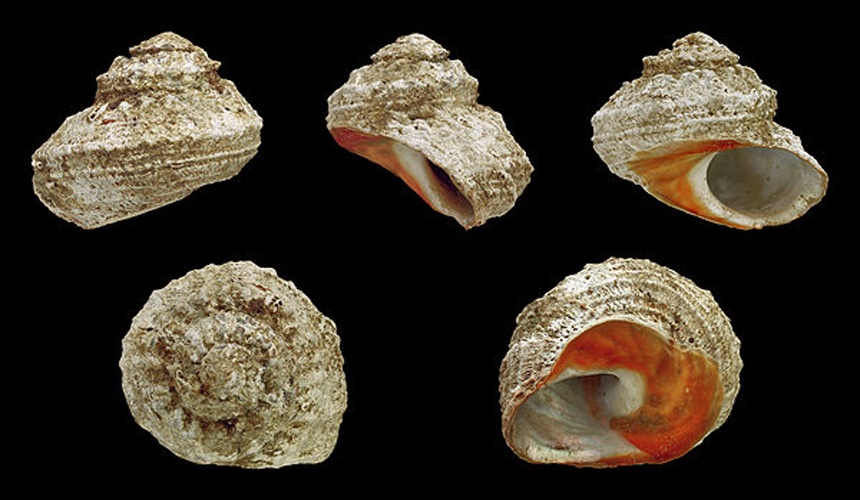 Bolma rugosa © H. Zell